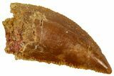 Serrated Raptor Tooth - Real Dinosaur Tooth #358028-1